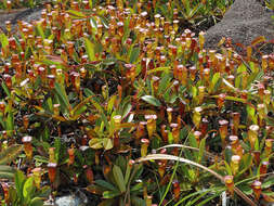 Image of Pitcher plant