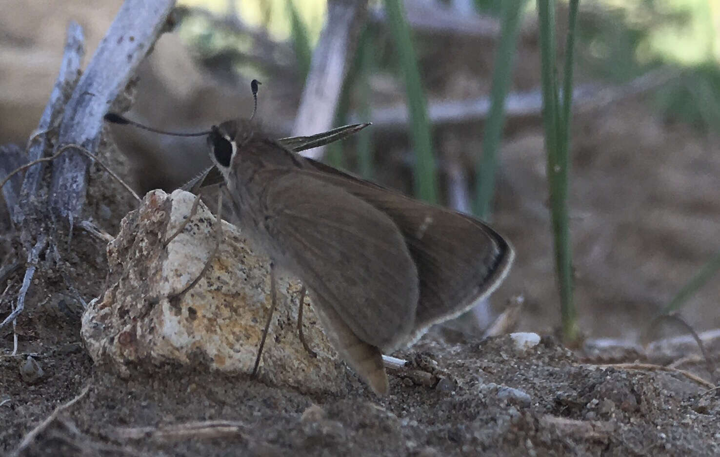 Image of Eufala Skipper