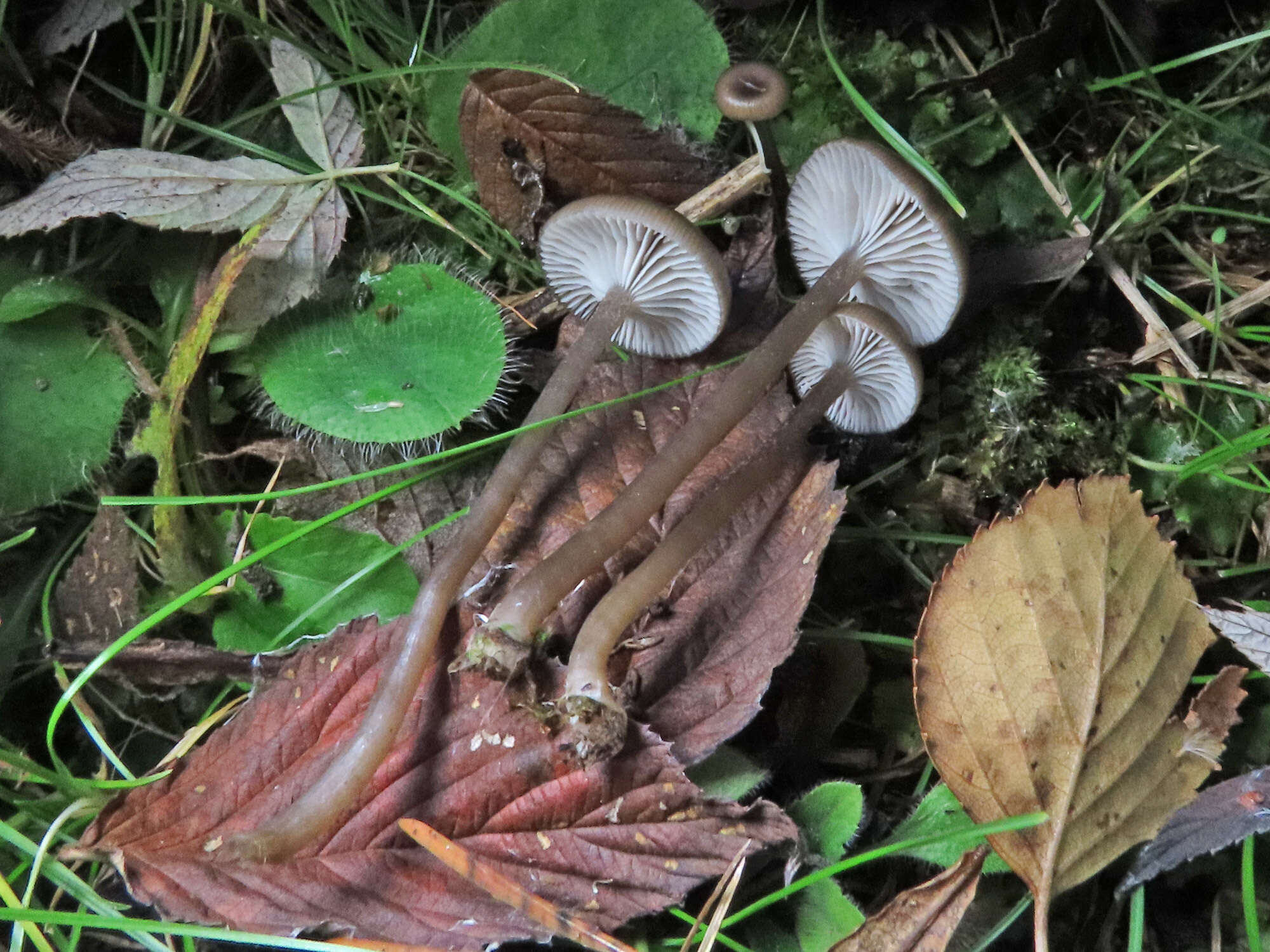 Image of Myxomphalia