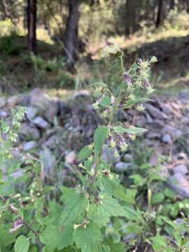 Plancia ëd Brickellia rusbyi A. Gray