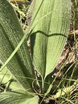 Image of Hypoxis multiceps Buchinger ex Baker