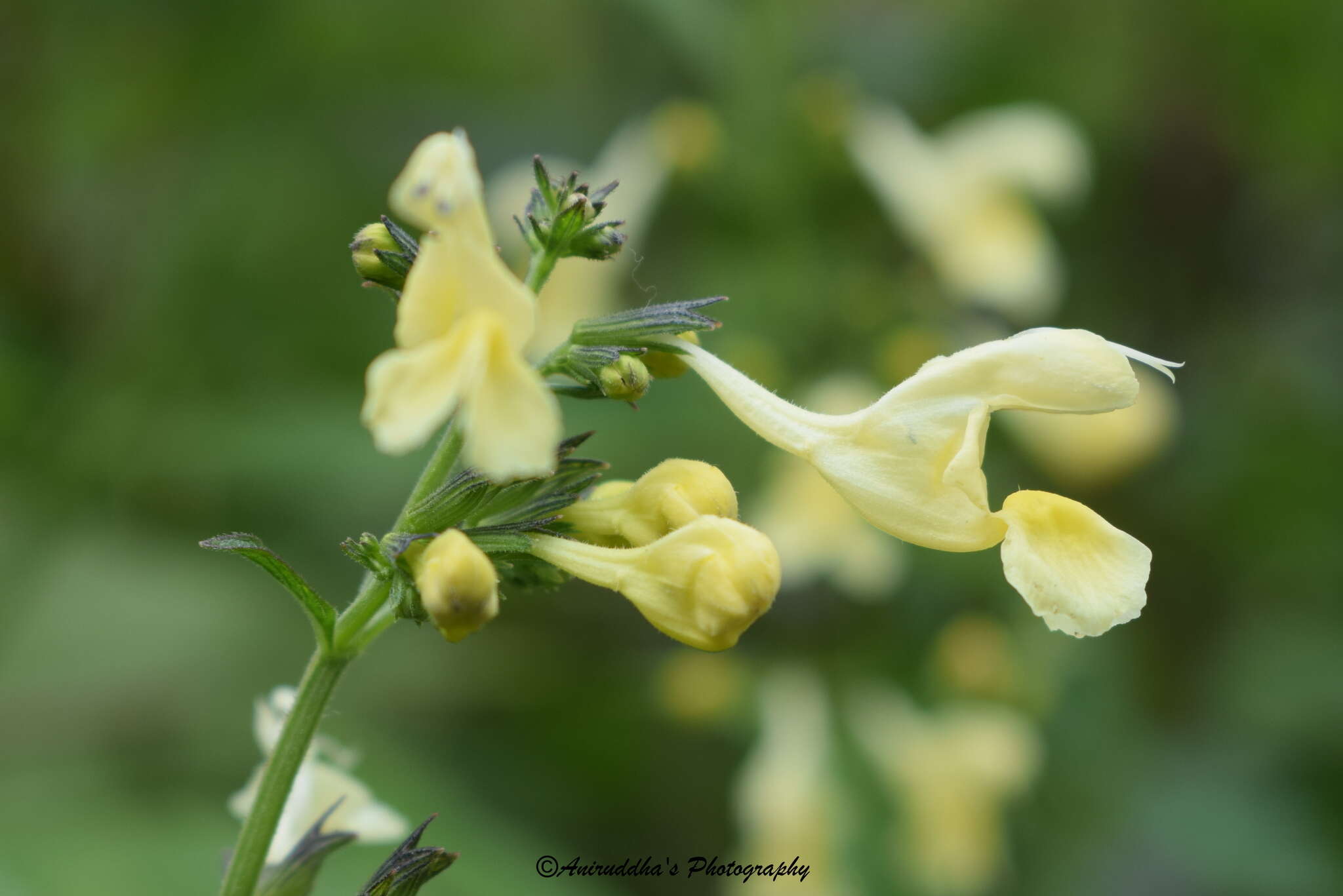 Plancia ëd Nepeta govaniana (Wall. ex Benth.) Benth.