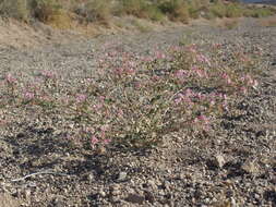 Image of Booth's evening primrose