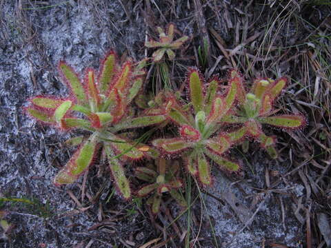 Image of Drosera hilaris Cham. & Schlechtd.