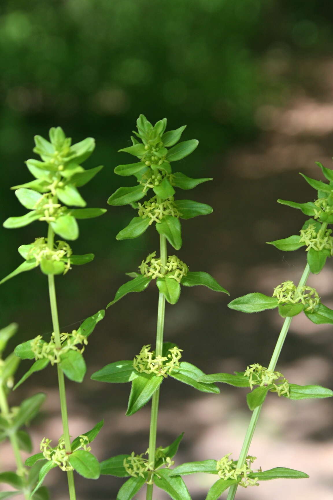 Image of Cruciata glabra (L.) Opiz