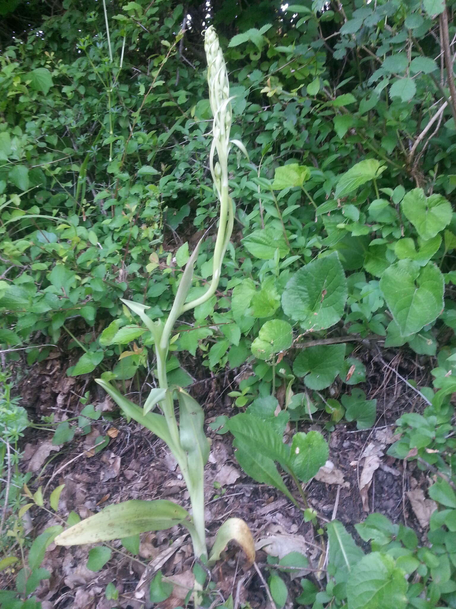 Image of Himantoglossum Spreng.