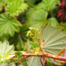 Image de Alchemilla hageniae T. C. E. Fries