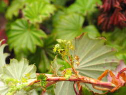 صورة Alchemilla hageniae T. C. E. Fries