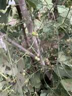 Image of Asparagus umbellatus subsp. umbellatus