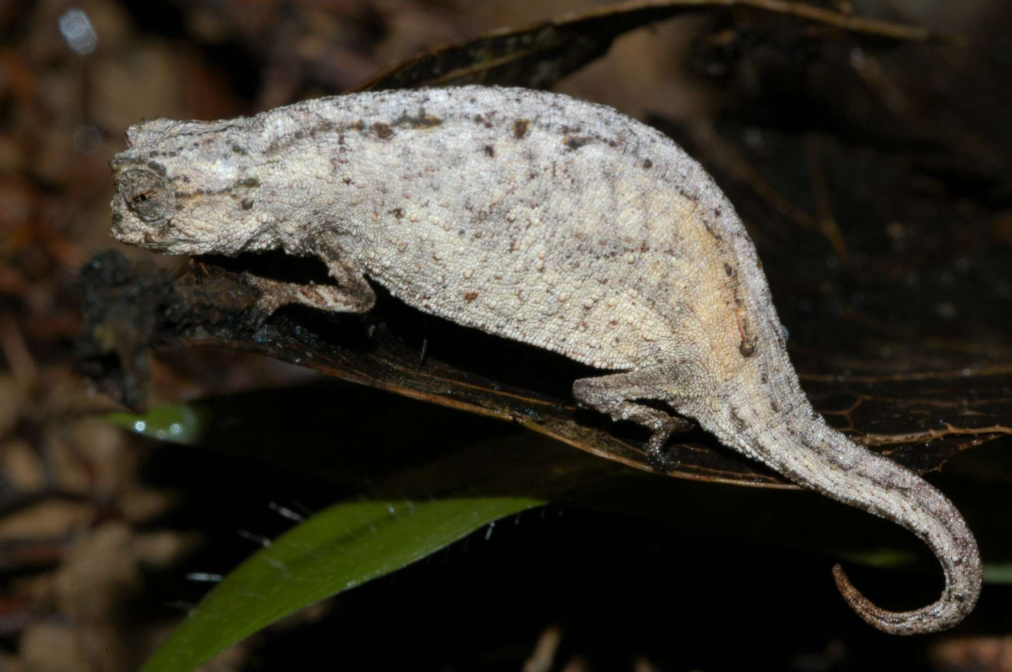 Image of Ramanantsoa's Leaf Chameleon