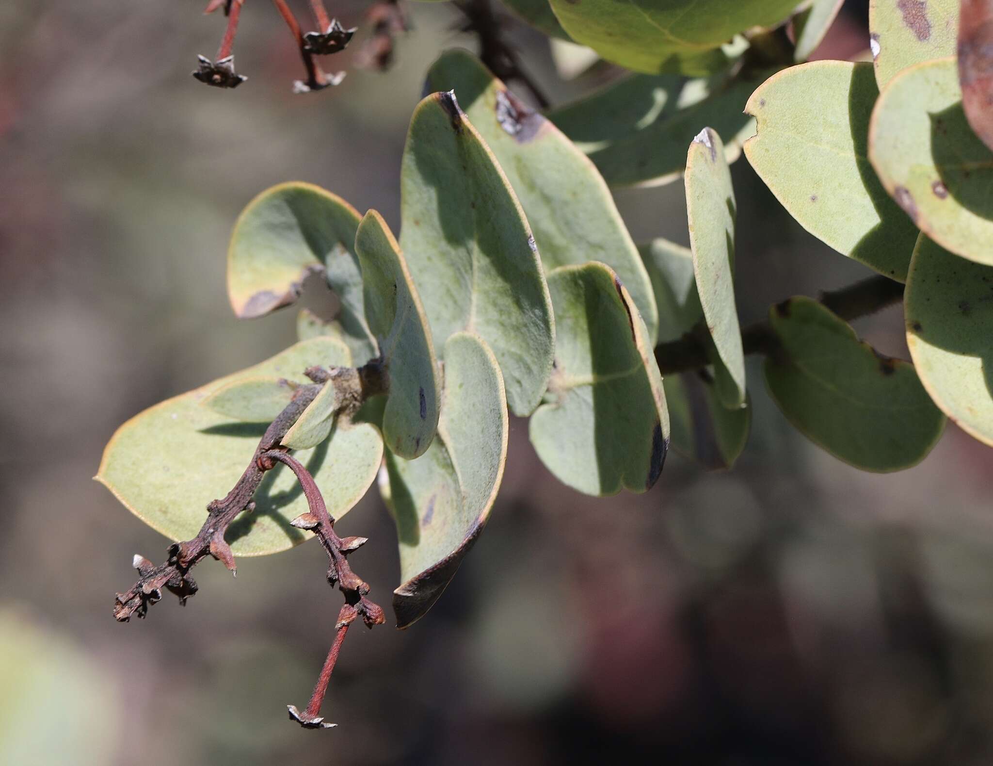 Image of Gabilan Mountains manzanita