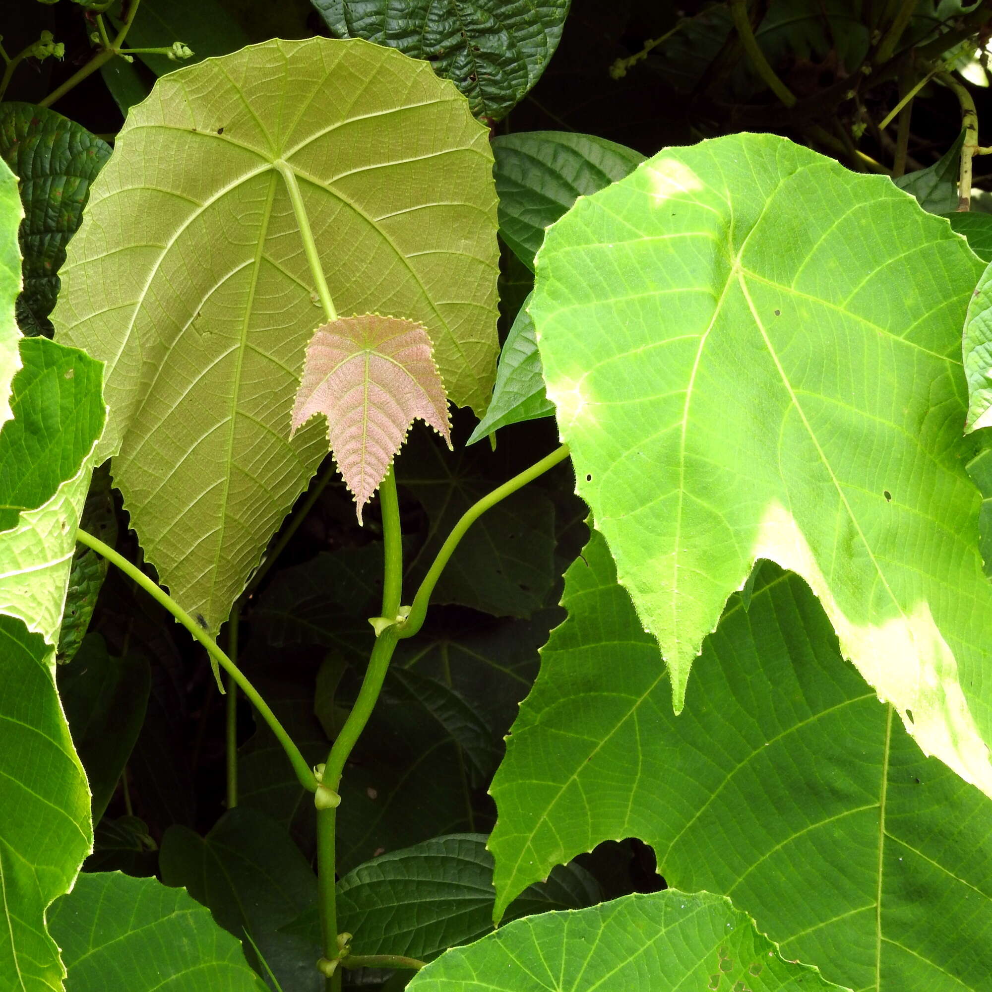 Image of Macaranga triloba (Thunb.) Müll. Arg.