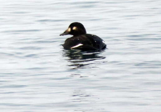 Image of White-winged Scoter