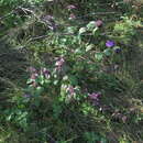 Sivun Clinopodium chinense (Benth.) Kuntze kuva