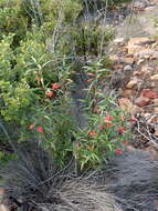 Image of red bush monkeyflower