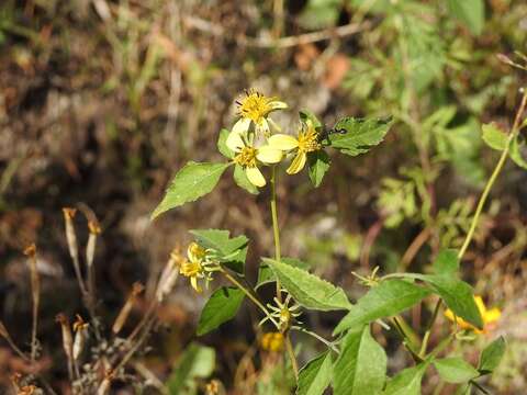 صورة Bidens reptans (L.) G. Don