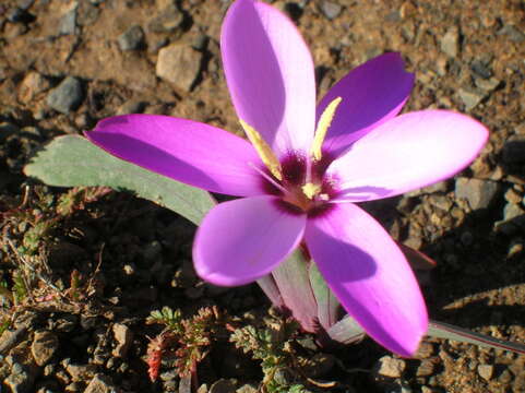 Image of Hesperantha humilis Baker