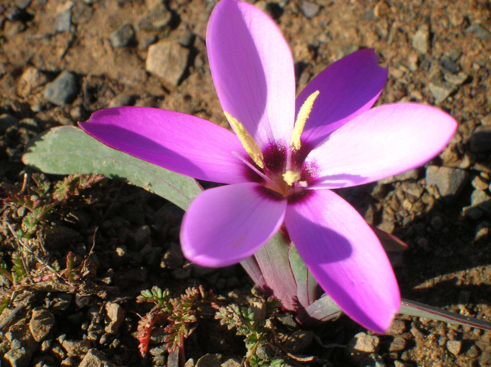 Plancia ëd Hesperantha humilis Baker