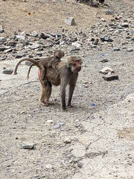 Image of hamadryas baboon