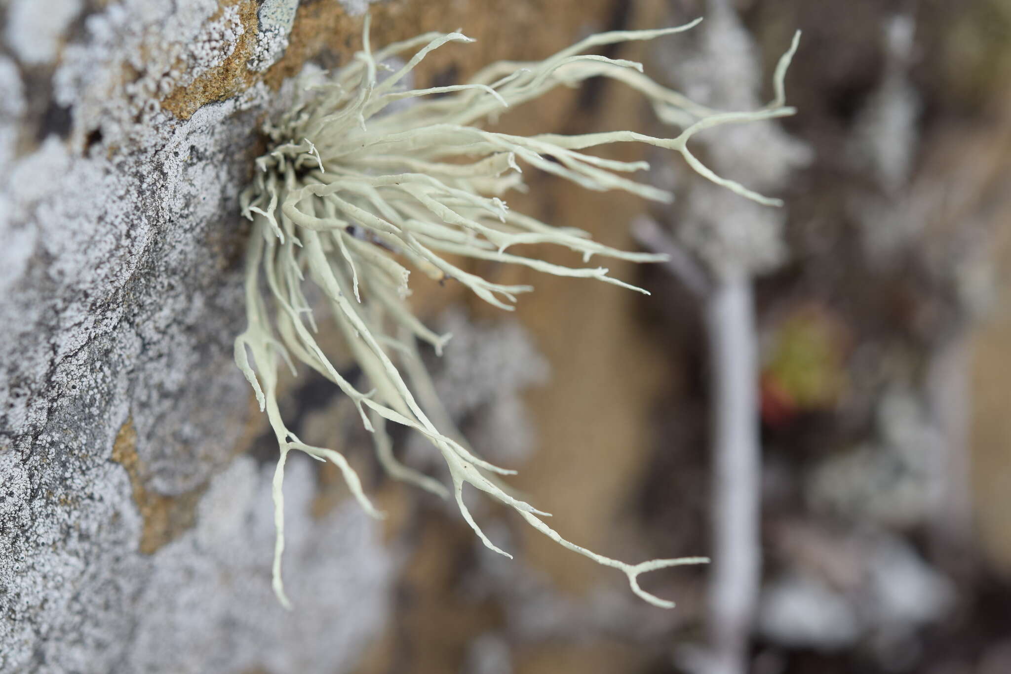 Image of Armored fog lichen