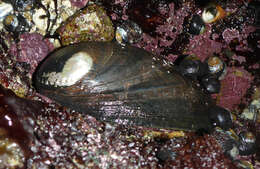 Image of Black Abalone