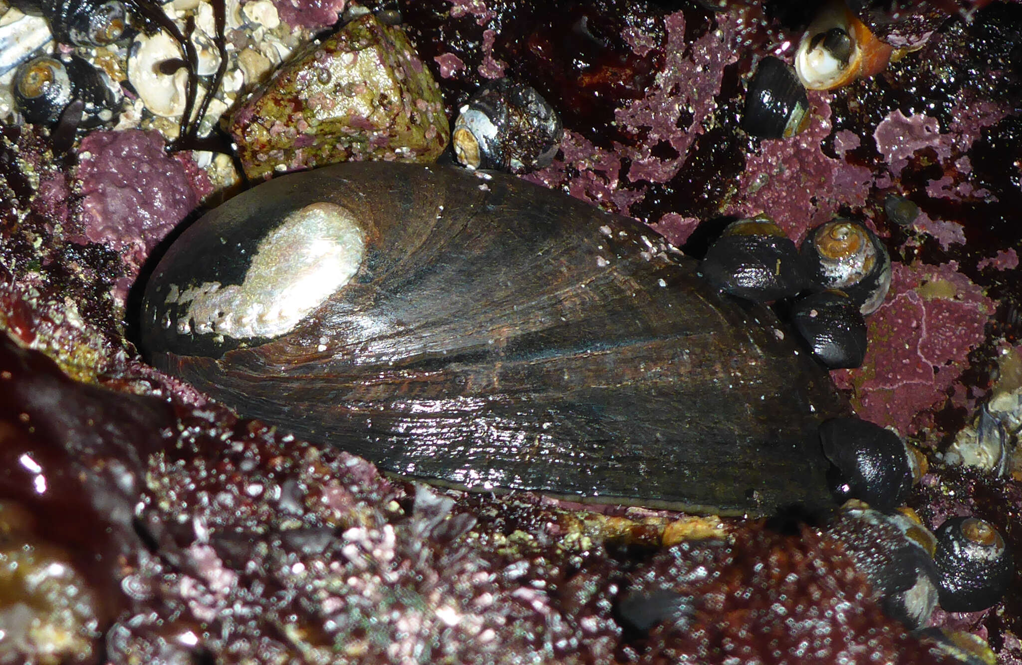 Image of Black Abalone