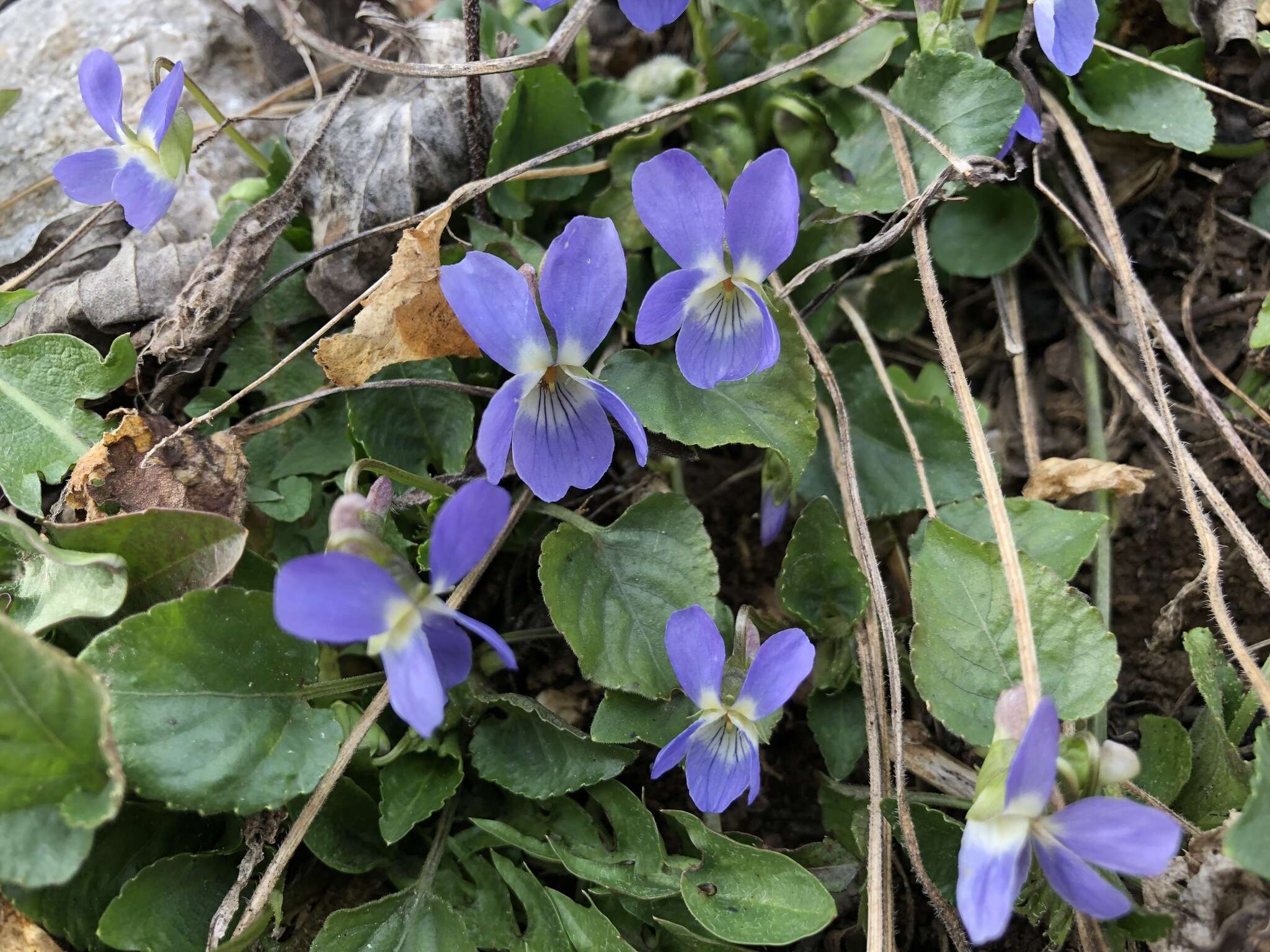 Image of hairy violet