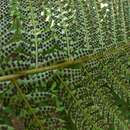 Image of Polystichum ammifolium (Desv.) C. Chr.