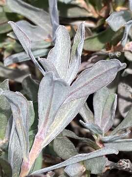 Image of Hibbertia potentilliflora F. Müll. ex Benth.