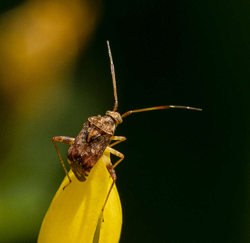 Image of Australian Crop Mirid