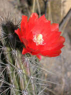 Corryocactus erectus (Backeb.) F. Ritter resmi