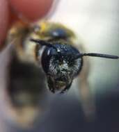 Image of Halictus farinosus Smith 1853