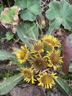 Inula rhizocephala Schrenk resmi