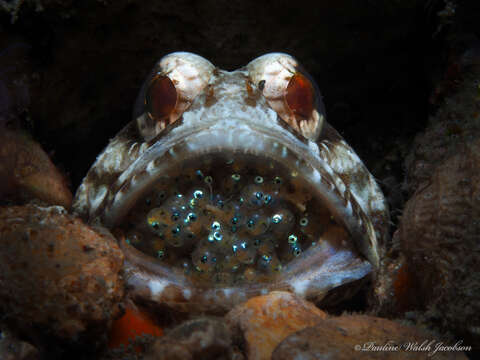 Image of Banded Jawfish