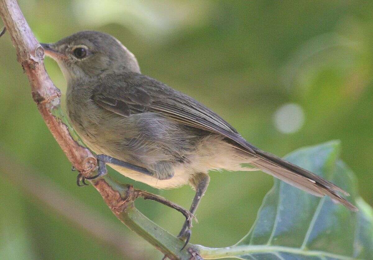 Image of Seychelles Brush Warbler