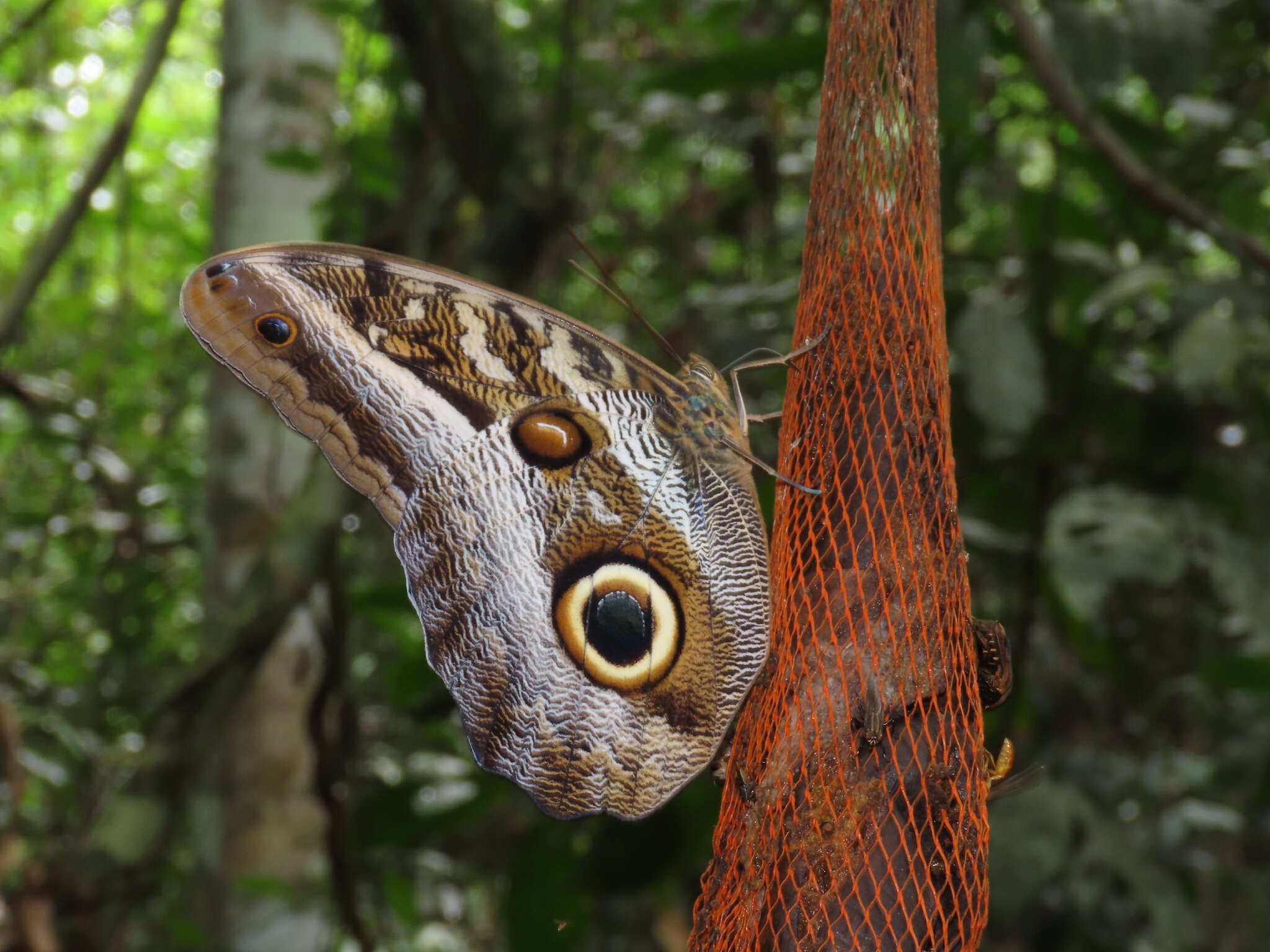 Image of Caligo idomeneus Linnaeus 1758