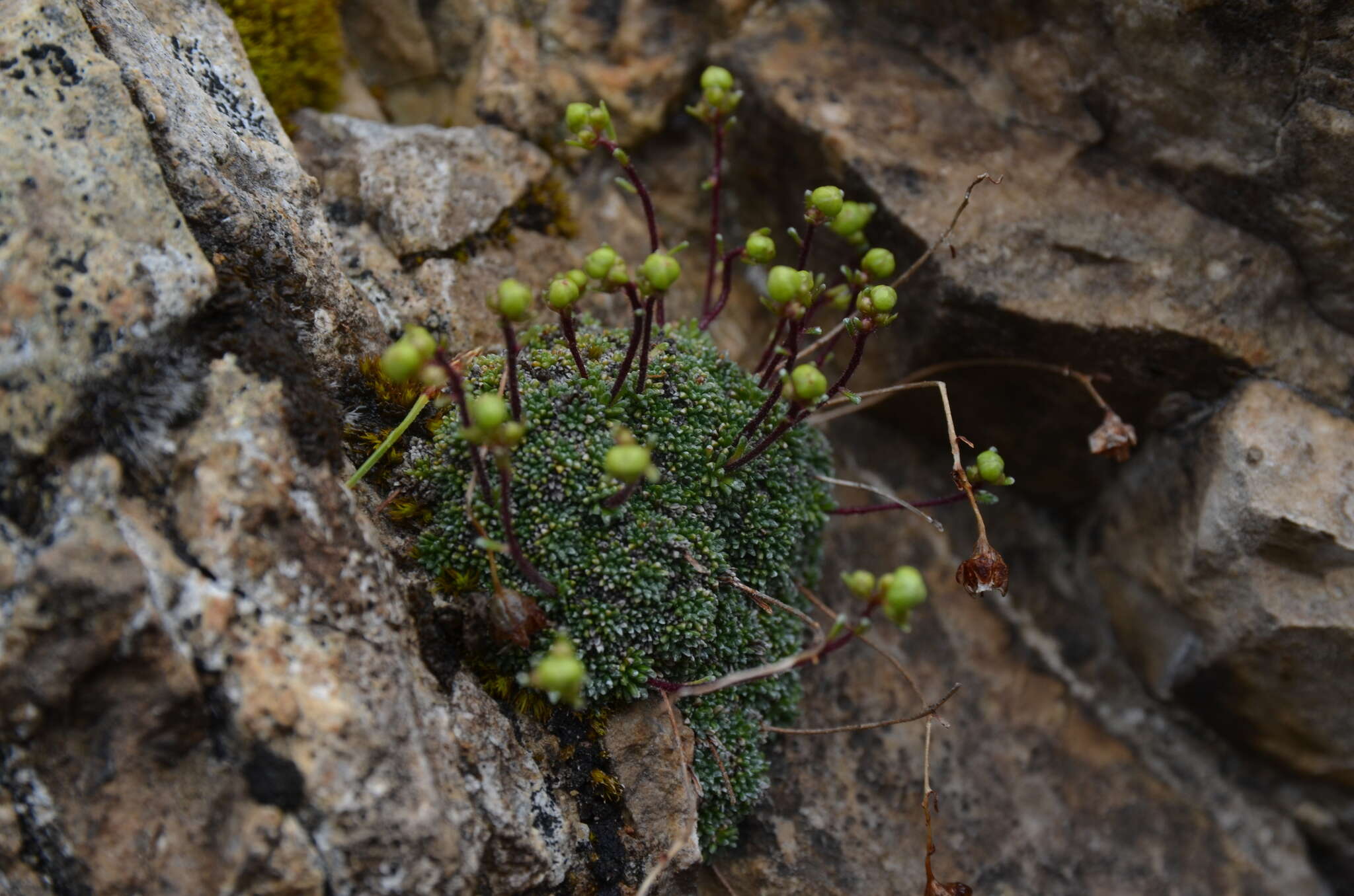 Sivun Saxifraga squarrosa Sieber kuva