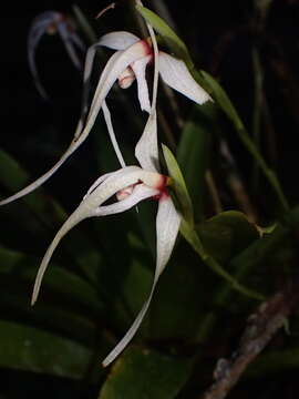 Image of Maxillaria ecuadorensis Schltr.