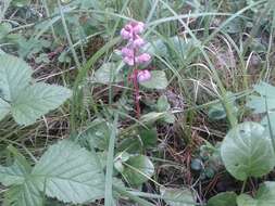 Image de Pyrola asarifolia subsp. incarnata (DC.) E. Murr.