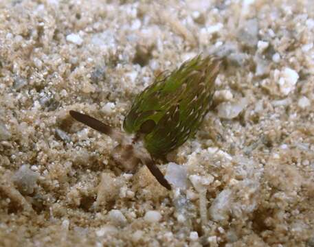 Image of Costasiella usagi Ichikawa 1993