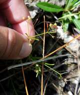 Image of Florida diamondflowers