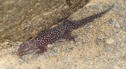 Image of Pachydactylus maraisi Heinicke, Adderly, Bauer & Jackman 2011