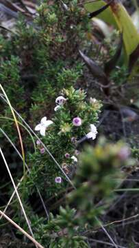 Image of Arcytophyllum nitidum (Kunth) Schltdl.