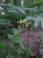 Imagem de Lysimachia producta (A. Gray) Fern.