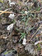 Image de Lomatium gormanii (T. J. Howell) Coult. & Rose