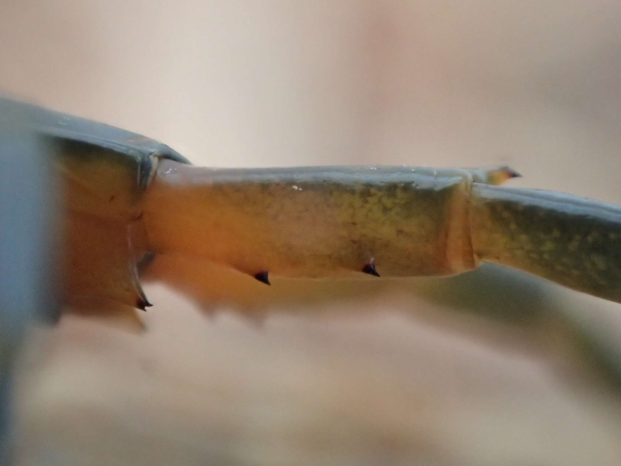 Image of Scolopendra japonica L. Koch 1878