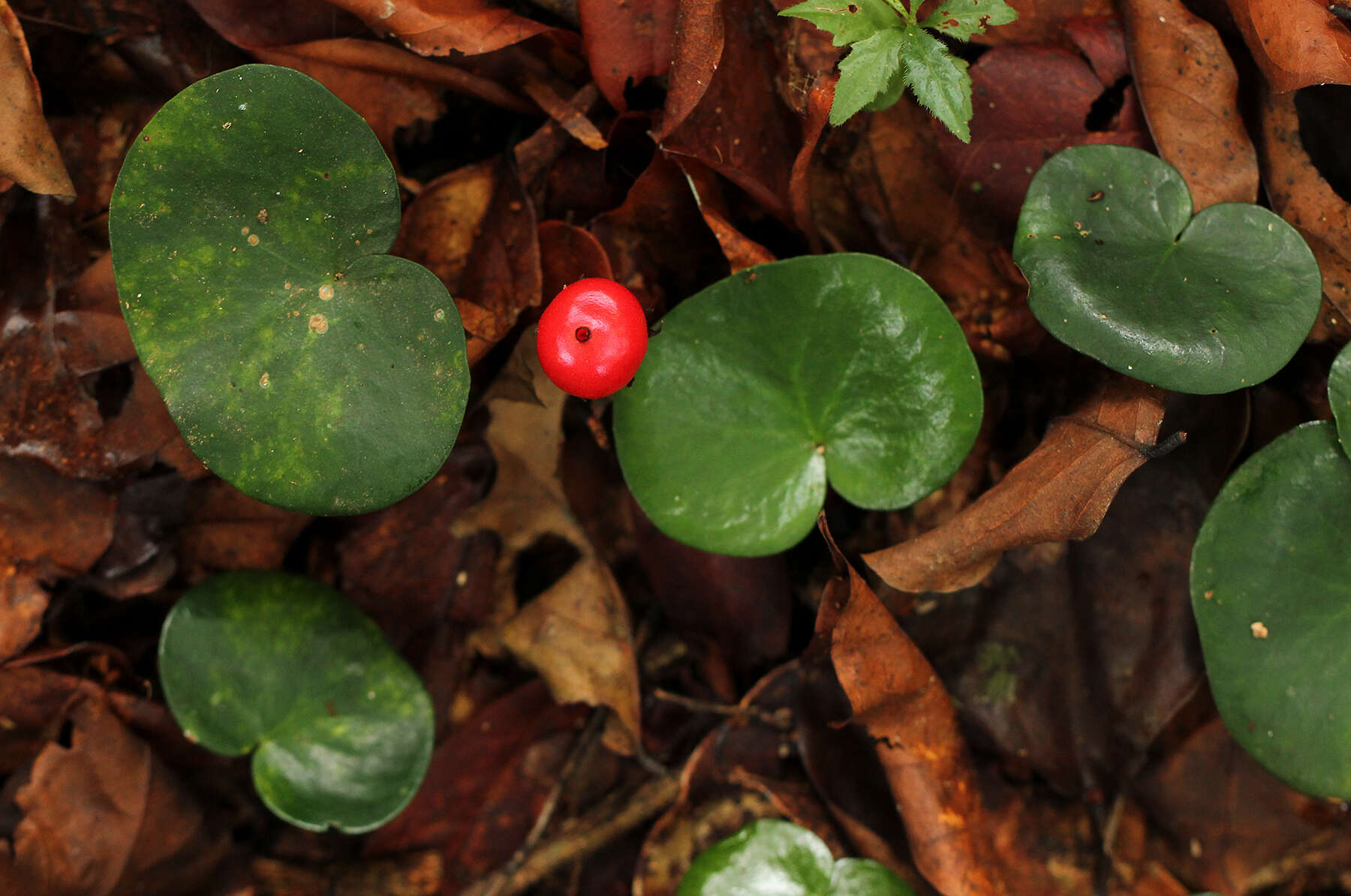 Image of Geophila renaris De Wild. & T. Durand