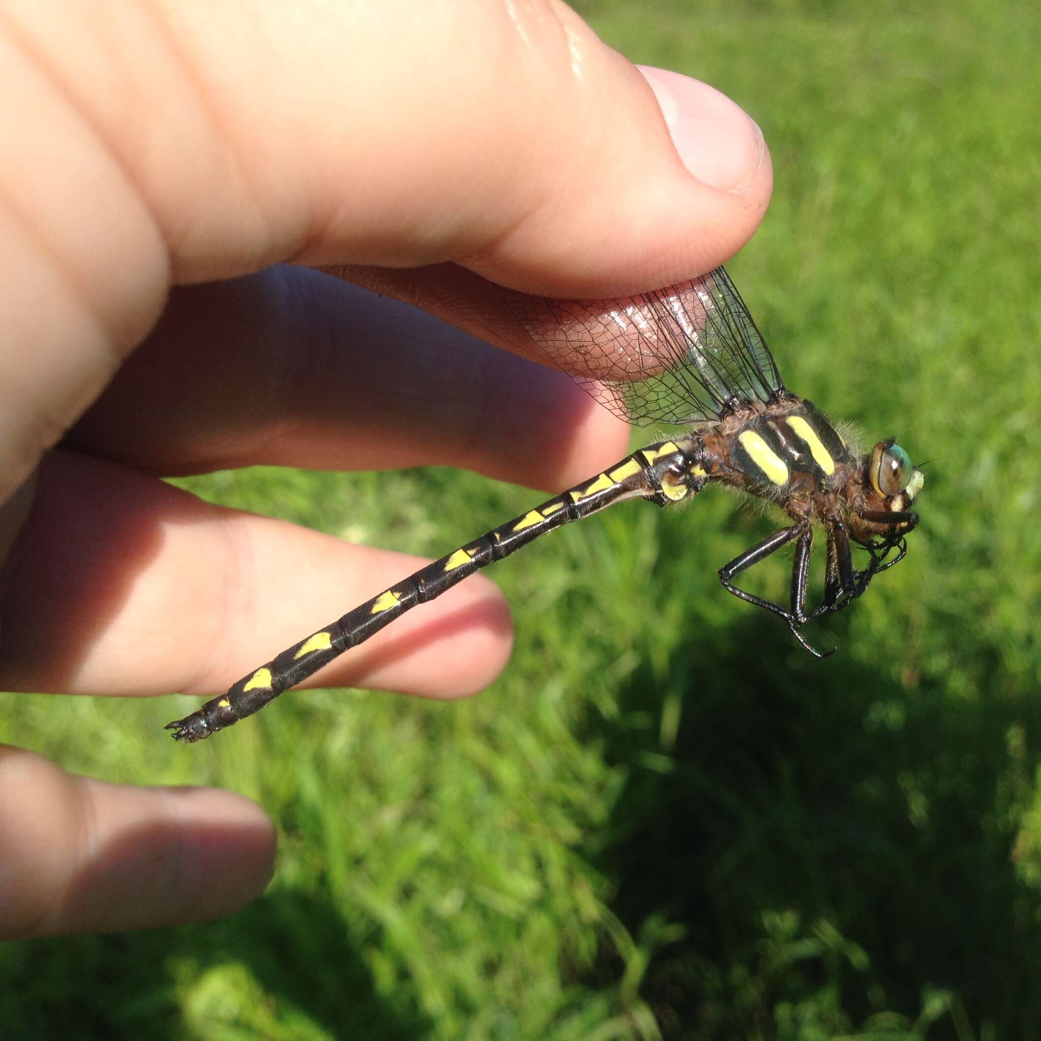 Image of Delta-spotted Spiketail