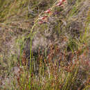 Image of Gladiolus maculatus Sweet