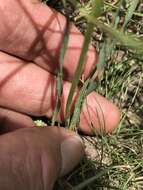 Plancia ëd Aloe bergeriana (Dinter) Boatwr. & J. C. Manning